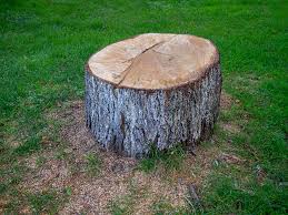Amsterdam, NY Tree Services Company
