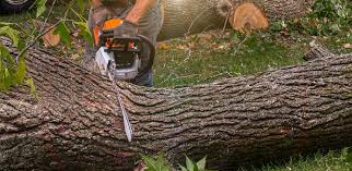 Best Palm Tree Trimming  in Amsterdam, NY