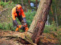Best Lawn Maintenance Plans  in Amsterdam, NY