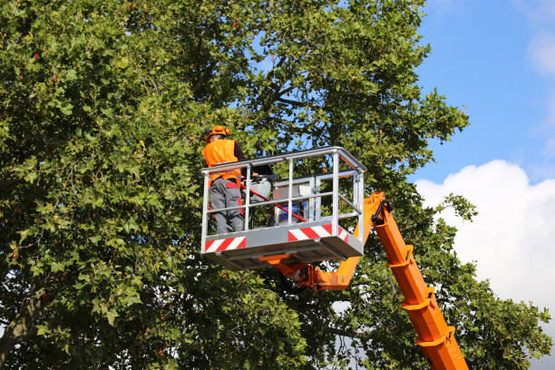 Best Tree Trimming and Pruning  in Amsterdam, NY