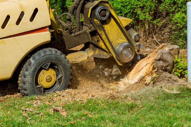 Best Tree Risk Assessment  in Amsterdam, NY