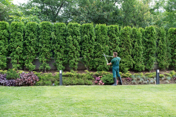 How Our Tree Care Process Works  in  Amsterdam, NY
