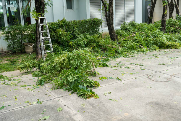 Best Storm Damage Tree Cleanup  in Amsterdam, NY