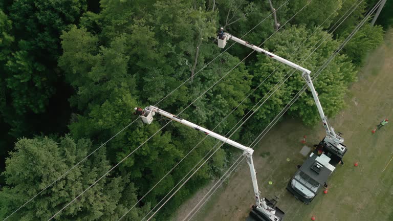 Best Commercial Tree Services  in Amsterdam, NY