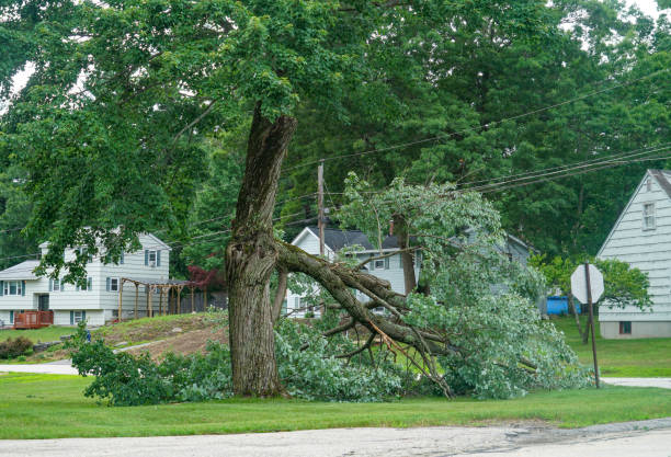 Best Hazardous Tree Removal  in Amsterdam, NY