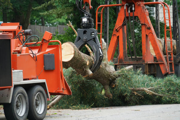 Best Seasonal Cleanup (Spring/Fall)  in Amsterdam, NY
