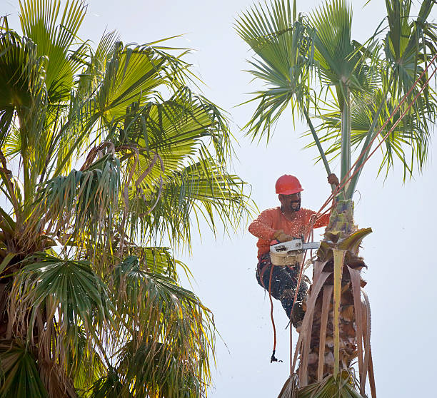 Best Tree Removal  in Amsterdam, NY