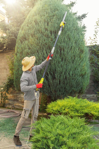 Best Tree and Shrub Care  in Amsterdam, NY