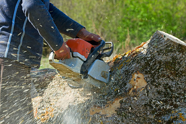 Best Fruit Tree Pruning  in Amsterdam, NY